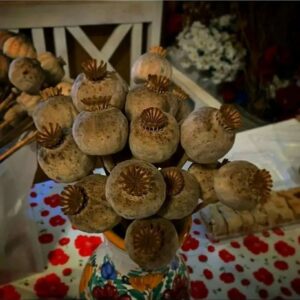 Giant Poppy Heads