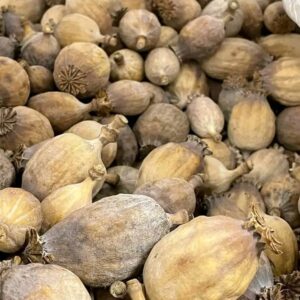 Spain dried poppy pods