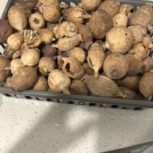 Spain big and small pods