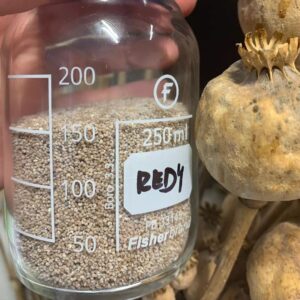 White Poppy Pod Seeds 2kg