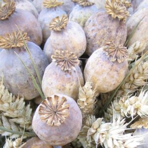 White big poppy heads 1kg